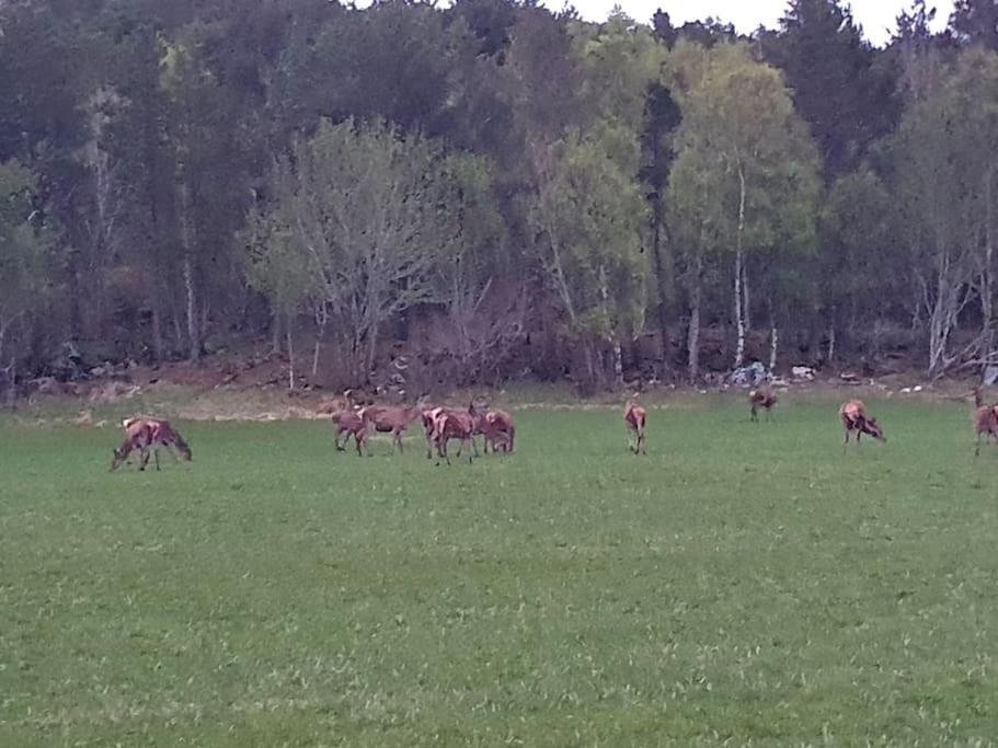 Vingvagen Hygge Og Ro